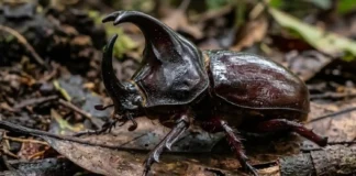 Besouro-rinoceronte ergue até 850 vezes o próprio peso e utiliza chifre monumental em duelos territoriais por fêmeas no solo