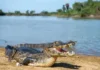 Arquitetos da lama jacaré-do-pantanal atua como engenheiro de ecossistema e molda poças de sobrevivência na seca severa