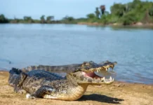 Arquitetos da lama jacaré-do-pantanal atua como engenheiro de ecossistema e molda poças de sobrevivência na seca severa