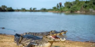 Arquitetos da lama jacaré-do-pantanal atua como engenheiro de ecossistema e molda poças de sobrevivência na seca severa