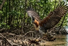 O senhor das alturas: gavião-de-penacho governa o dossel da Amazônia capturando aves e mamíferos em botes aéreos fulminantes