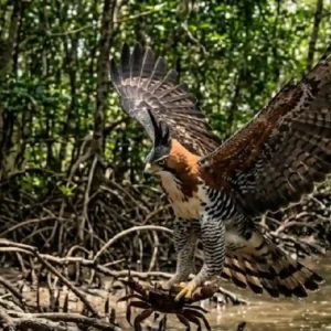 O senhor das alturas: gavião-de-penacho governa o dossel da Amazônia capturando aves e mamíferos em botes aéreos fulminantes