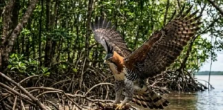 O senhor das alturas: gavião-de-penacho governa o dossel da Amazônia capturando aves e mamíferos em botes aéreos fulminantes