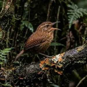 A sinfonia do subosque o complexo canto do uirapuru-verdadeiro e a ciência por trás do silêncio das outras aves na floresta