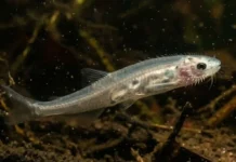 Vampiro das águas o candiru e os mecanismos biológicos de sua especialização como peixe parasita hematófago na Amazônia