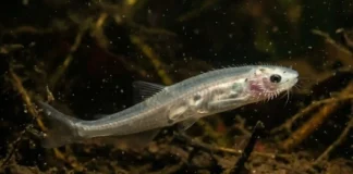 Vampiro das águas o candiru e os mecanismos biológicos de sua especialização como peixe parasita hematófago na Amazônia