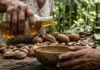 Farmácia da floresta o óleo de andiroba como pilar da medicina tradicional ribeirinha e da bioeconomia na Amazônia
