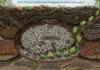 Agricultura subterrânea a formiga-cortadeira opera como mestre da agricultura simbiótica e alimenta milhões de indivíduos com fungos na escuridão do solo