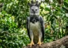Gavião-real: a soberana aerodinâmica do maior predador alado da Amazônia na caça de macacos e preguiças