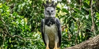 Gavião-real: a soberana aerodinâmica do maior predador alado da Amazônia na caça de macacos e preguiças