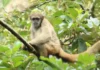 O pacificador da Mata Atlântica muriqui-do-norte é o maior primata das Américas e resolve conflitos com abraços em vez de agressão física