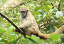 O pacificador da Mata Atlântica muriqui-do-norte é o maior primata das Américas e resolve conflitos com abraços em vez de agressão física