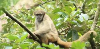 O pacificador da Mata Atlântica muriqui-do-norte é o maior primata das Américas e resolve conflitos com abraços em vez de agressão física