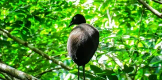 O guarda do subosque como o jacamim funciona como a sentinela do chão da floresta e emite gritos de alerta que salvam outras espécies de predadores