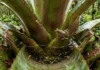 Ilhas nas alturas: como as bromélias acumulam água e coordenam microecossistemas aéreos cruciais para a biodiversidade vertical