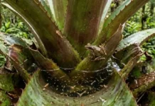 Ilhas nas alturas: como as bromélias acumulam água e coordenam microecossistemas aéreos cruciais para a biodiversidade vertical