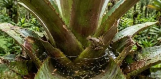 Ilhas nas alturas: como as bromélias acumulam água e coordenam microecossistemas aéreos cruciais para a biodiversidade vertical
