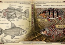 Convergência de saberes a sofisticada classificação etnoictiológica dos Dessana valida a taxonomia científica moderna no Rio Negro