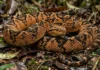 Como a camuflagem da surucucu-de-fogo usa folhas secas para criar uma armadilha invisível no chão da floresta