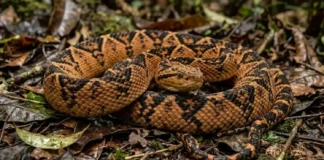 Como a camuflagem da surucucu-de-fogo usa folhas secas para criar uma armadilha invisível no chão da floresta
