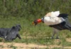 Como o urubu-rei combina visão aérea com o olfato de outras aves para dominar a hierarquia das carcaças na Amazônia