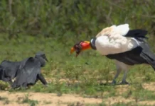 Como o urubu-rei combina visão aérea com o olfato de outras aves para dominar a hierarquia das carcaças na Amazônia