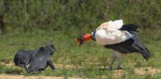 Como o urubu-rei combina visão aérea com o olfato de outras aves para dominar a hierarquia das carcaças na Amazônia