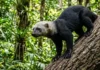 Como a versatilidade biológica da irara combina habilidades de escalada e natação para dominar o topo das florestas tropicais