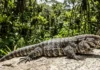 Como a termorregulação mecânica dos répteis tropicais utiliza o sol e a sombra para vencer o bloqueio térmico da floresta