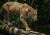 A guardiã das margens: como a onça-pintada evita o colapso da vegetação ripária regulando a população de capivaras na Amazônia