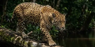 A guardiã das margens: como a onça-pintada evita o colapso da vegetação ripária regulando a população de capivaras na Amazônia