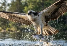 Como a anatomia da águia-pescadora usa dedos reversíveis e garras espiculadas para capturar peixes escorregadios em pleno voo