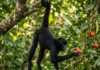A dinâmica da fissão-fusão como os macacos-aranha dividem seus bandos para dominar a copa das árvores