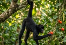 A dinâmica da fissão-fusão como os macacos-aranha dividem seus bandos para dominar a copa das árvores