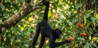 A dinâmica da fissão-fusão como os macacos-aranha dividem seus bandos para dominar a copa das árvores