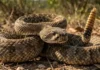 Ataque molecular duplo da cascavel combina neurotoxinas e hemotoxinas com efeitos químicos que nenhuma outra serpente replica no Brasil