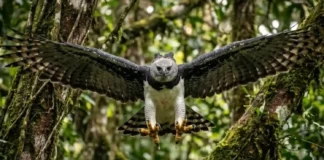 Voo acrobático do gavião-real combina velocidade no dossel fechado com garras monumentais para capturar grandes presas na Amazônia
