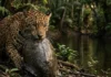 Força da mordida da onça-pintada supera a de outros felinos e permite perfurar cascos duros de tartarugas nativas
