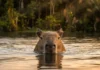Engenharia anatômica da capivara combina dentes de crescimento contínuo e mergulhos prolongados para dominar ecossistemas aquáticos tropicais