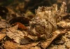 Mimetismo perfeito do peixe-folha combina camuflagem com ataque por sucção para capturar presas em milissegundos