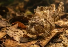 Mimetismo perfeito do peixe-folha combina camuflagem com ataque por sucção para capturar presas em milissegundos