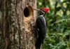 Engenharia florestal do pica-pau cria habitações vitais para corujas, periquitos e morcegos que não sabem cavar