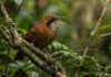Engenharia sonora do uirapuru combina melodia perfeita e frequências agudas que paralisam o coro de aves na Amazônia