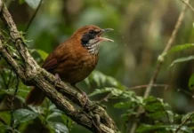 Engenharia sonora do uirapuru combina melodia perfeita e frequências agudas que paralisam o coro de aves na Amazônia