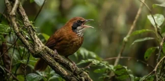 Engenharia sonora do uirapuru combina melodia perfeita e frequências agudas que paralisam o coro de aves na Amazônia