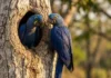 Como a dependência da arara-azul pelo tronco do manduvi mobiliza projetos de conservação biológica nas florestas brasileiras