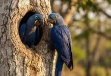 Como a dependência da arara-azul pelo tronco do manduvi mobiliza projetos de conservação biológica nas florestas brasileiras