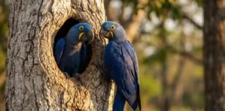 Como a dependência da arara-azul pelo tronco do manduvi mobiliza projetos de conservação biológica nas florestas brasileiras