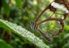 Como a nanoestrutura das asas da borboleta transparente manipula a passagem de luz para desafiar predadores na Floresta Amazônica