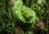 Como os olhos da cobra-papagaio se transformam em potentes sensores biológicos para caçar no dossel da noite amazônica